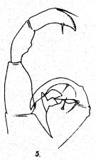 Espce Tortanus (Tortanus) gracilis - Planche 4 de figures morphologiques