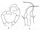 Espce Acartia (Euacartia) southwelli - Planche 6 de figures morphologiques
