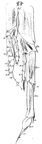 Espce Calanus propinquus - Planche 3 de figures morphologiques