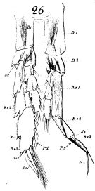 Espce Neocalanus gracilis - Planche 7 de figures morphologiques