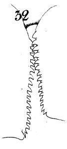 Espce Calanus propinquus - Planche 4 de figures morphologiques
