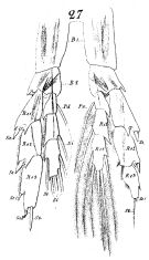 Espce Mesocalanus tenuicornis - Planche 5 de figures morphologiques