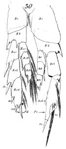 Espce Nannocalanus minor - Planche 8 de figures morphologiques