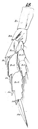 Espce Mesocalanus tenuicornis - Planche 6 de figures morphologiques