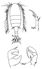 Species Pseudodiaptomus annandalei - Plate 1 of morphological figures