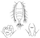 Espce Acartia (Euacartia) southwelli - Planche 7 de figures morphologiques