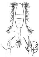Espce Acartiella major - Planche 1 de figures morphologiques