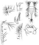 Espce Acartiella minor - Planche 1 de figures morphologiques
