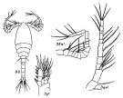 Espce Oithona brevicornis - Planche 8 de figures morphologiques