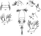 Espce Saphirella indica - Planche 1 de figures morphologiques