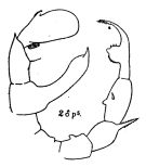 Espce Pseudodiaptomus binghami - Planche 2 de figures morphologiques