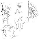 Espce Acartia (Acanthacartia) chilkaensis - Planche 1 de figures morphologiques