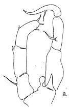 Espce Acartiella major - Planche 3 de figures morphologiques