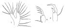 Espce Acartiella gravelyi - Planche 1 de figures morphologiques