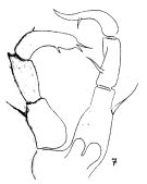 Espce Acartiella gravelyi - Planche 2 de figures morphologiques