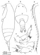 Espce Chirundina alaskaensis - Planche 1 de figures morphologiques