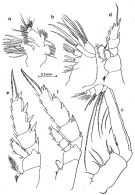 Espce Chirundina alaskaensis - Planche 2 de figures morphologiques