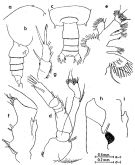 Espce Gaetanus minispinus - Planche 2 de figures morphologiques