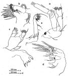Espce Undeuchaeta incisa - Planche 9 de figures morphologiques