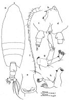Espce Scolecocalanus infrequens - Planche 1 de figures morphologiques