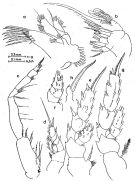 Espce Scolecocalanus infrequens - Planche 2 de figures morphologiques