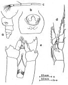 Espce Neocalanus robustior - Planche 5 de figures morphologiques