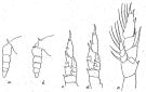 Espce Undinula vulgaris - Planche 10 de figures morphologiques
