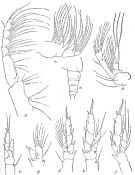 Espce Cosmocalanus darwini - Planche 6 de figures morphologiques