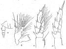 Espce Cosmocalanus darwini - Planche 7 de figures morphologiques