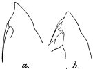 Espce Rhincalanus gigas - Planche 4 de figures morphologiques