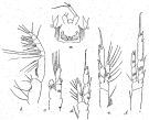 Espce Paracalanus aculeatus - Planche 3 de figures morphologiques