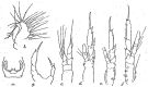 Espce Paracalanus indicus - Planche 8 de figures morphologiques