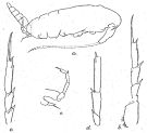 Espce Paracalanus indicus - Planche 9 de figures morphologiques