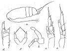 Espce Paracalanus nanus - Planche 3 de figures morphologiques