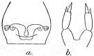 Espce Parvocalanus crassirostris - Planche 4 de figures morphologiques