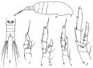 Espce Acrocalanus longicornis - Planche 4 de figures morphologiques
