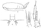 Espce Acrocalanus gibber - Planche 2 de figures morphologiques