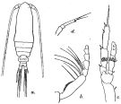 Espce Calocalanus contractus - Planche 2 de figures morphologiques