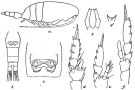 Espce Clausocalanus mastigophorus - Planche 5 de figures morphologiques