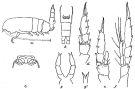 Espce Clausocalanus farrani - Planche 3 de figures morphologiques