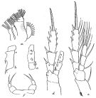 Espce Farrania frigida - Planche 3 de figures morphologiques