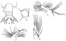 Espce Euchirella galeatea - Planche 2 de figures morphologiques