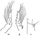 Espce Euchirella orientalis - Planche 2 de figures morphologiques