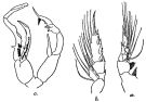 Espce Undeuchaeta intermedia - Planche 4 de figures morphologiques