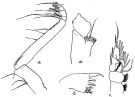 Espce Pseudochirella obtusa - Planche 12 de figures morphologiques