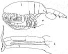 Species Valdiviella oligarthra - Plate 4 of morphological figures