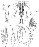Species Euchaeta tenuis - Plate 3 of morphological figures