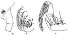 Espce Paraeuchaeta barbata - Planche 12 de figures morphologiques