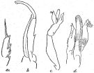 Espce Paraeuchaeta investigatoris - Planche 4 de figures morphologiques
