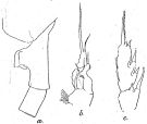Espce Paraeuchaeta gracilicauda - Planche 2 de figures morphologiques